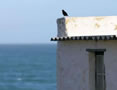 Tar-black bird; White-washed walls; Sky-blue and Sea-blue. — at Waenhuiskrans/Arniston.